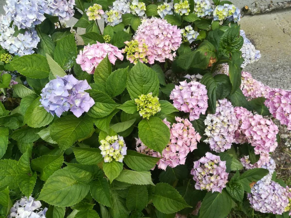 Le Clos Des Hortensias Toutainville Екстер'єр фото